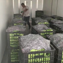 【精品】意大利生菜，新鲜采摘，大棚供货，口感优质