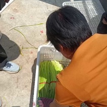 山东红帽蒜苔（薹）产地现摘质量保证可代发货长度30左右