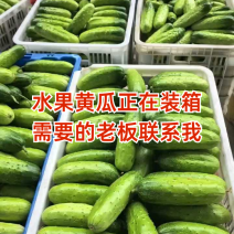 水果黄瓜支持产地视频看货源充足以质论价欢迎来电