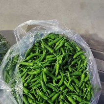 樟树港辣椒新鲜樟树港辣椒产地看货论价保质保量