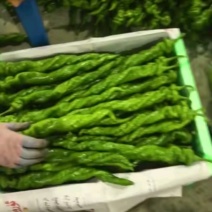 山西大同天镇县龙龙菜站辣椒
