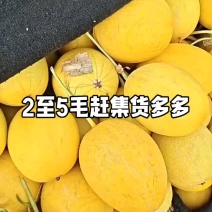 山东莘县黄哈密瓜.俗称黄25，对接电商商标，产地直采