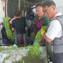 【热销】开封精品长豆角大量上市新鲜采摘欢迎采购