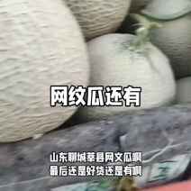 山东莘县鲁厚甜网纹瓜，，可出口，质量保证诚信经营