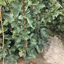 山楂苗根系发达带土移栽大金星甜红籽山楂苗