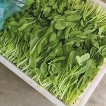 【实力推荐】鸡毛菜脆嫩清甜诚信经营，品质优先、叶绿鲜亮