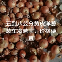 冷库到期，便宜处理黄皮洋葱，一手货源。山东金乡