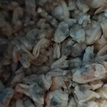 无沙花肉蛤蜊肉