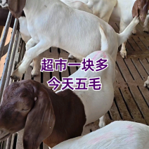 山东波尔山羊活羊对接养殖户提供物流大小都有送铡草机