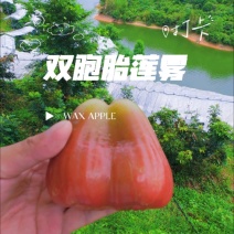 黑糖芭比莲雾｜台农3号超脆清甜