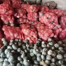 沂水贝贝南瓜大量有货，价格四五毛起