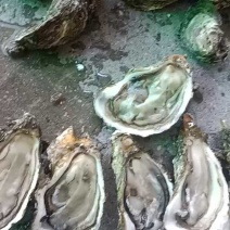 本港绳子三倍体大量上市鲜活肥美