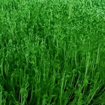 豌豆苗，水培芽苗菜豌豆苗