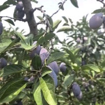 《推荐》陕西蓝西梅大量上市中价格美丽基地直发一条龙