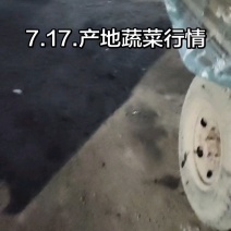 精品硬粉西红柿山东聊城，价位便宜大量共应