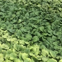黑亮圆茄苗，颜色好，易管理，品质优，适应大型基地种植户种