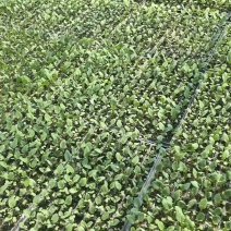 【推荐】菜花苗有机松花菜苗厂家直发提供技术指导