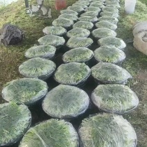 鸡毛菜蔬菜青菜通货，精品都可以保质保量现摘现发欢迎老板联系