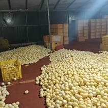 【荐】云南石林人参果黄心当季圆果黄肉多汁爽口欢迎电联