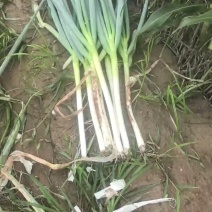 铁杆大葱，长白大葱，大量上市，货源充足，价格优惠