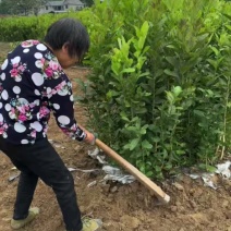 佛手两年苗，基地直销，决无中间商，根系发达，批发零售，