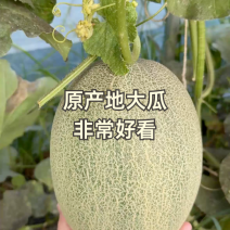 哈密瓜
