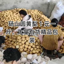 砀山圆黄梨，新玉梨，秋月梨，皇冠梨，原产地对接电商及市场