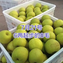 皇冠梨安徽砀山皇冠梨大量上市一手货源欢迎咨询