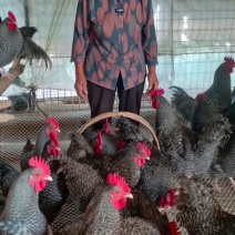 散养纯种芦花鸡青年鸡下蛋母鸡肉质紧实
