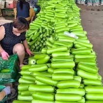 精品短瓠瓜大量有货，瓜条直，均匀颜色鲜亮。
