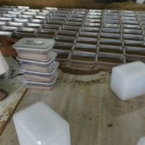 蝉匠金蝉活体蝉蚁养殖种幼苗知了猴卵孵化好爬幼苗优质蝉幼虫知了