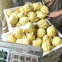 安徽砀山翠玉梨大量有货产地直发欢迎下单