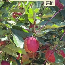 嘎啦苹果片红嘎啦条纹嘎啦产地代办一手货源