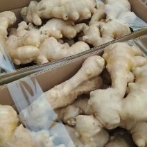 大黄姜产地直供，鲜姜代存电商市场超市