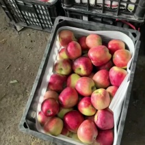 早熟苹果青苹果华硕鲁丽大量有货对接电商市场