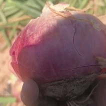 甘肃洋葱大量有货欢迎咨询实地看货洽谈合作洽谈合作