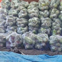 山东水果冬瓜山东冬瓜水果冬瓜大量供应品质保证1