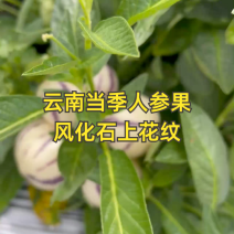 云南风化石人参圆果当季现摘现发清甜多汁，基地直发质量保正