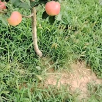 白水苹果