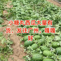 小糖丸吊瓜，2K小吊瓜，牛奶西瓜手掰西瓜产地直发一手货源