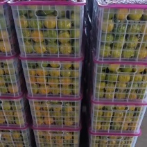 精品无核高山特早蜜橘.薄皮多汁支持视频看货.现採现发