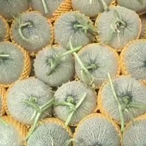 甘肃西州蜜瓜大量现货供应，口感好糖度高，价格可谈欢迎电联