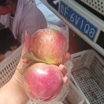 【红露苹果】嘎啦大量批发。产地批发，口感脆甜果园新鲜采摘