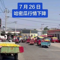 甘肃产区金色年华，皮薄肉厚，15个糖，支持一件代发