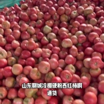 山东莘县硬粉沙瓤西红柿品质保证服务周到产地直发