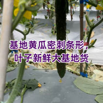 贵州黄瓜密刺黄瓜密刺油瓜基地一手货源可视频看货