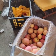 山东红富士苹果批发红富士苹果大量上市货源充足全国发货