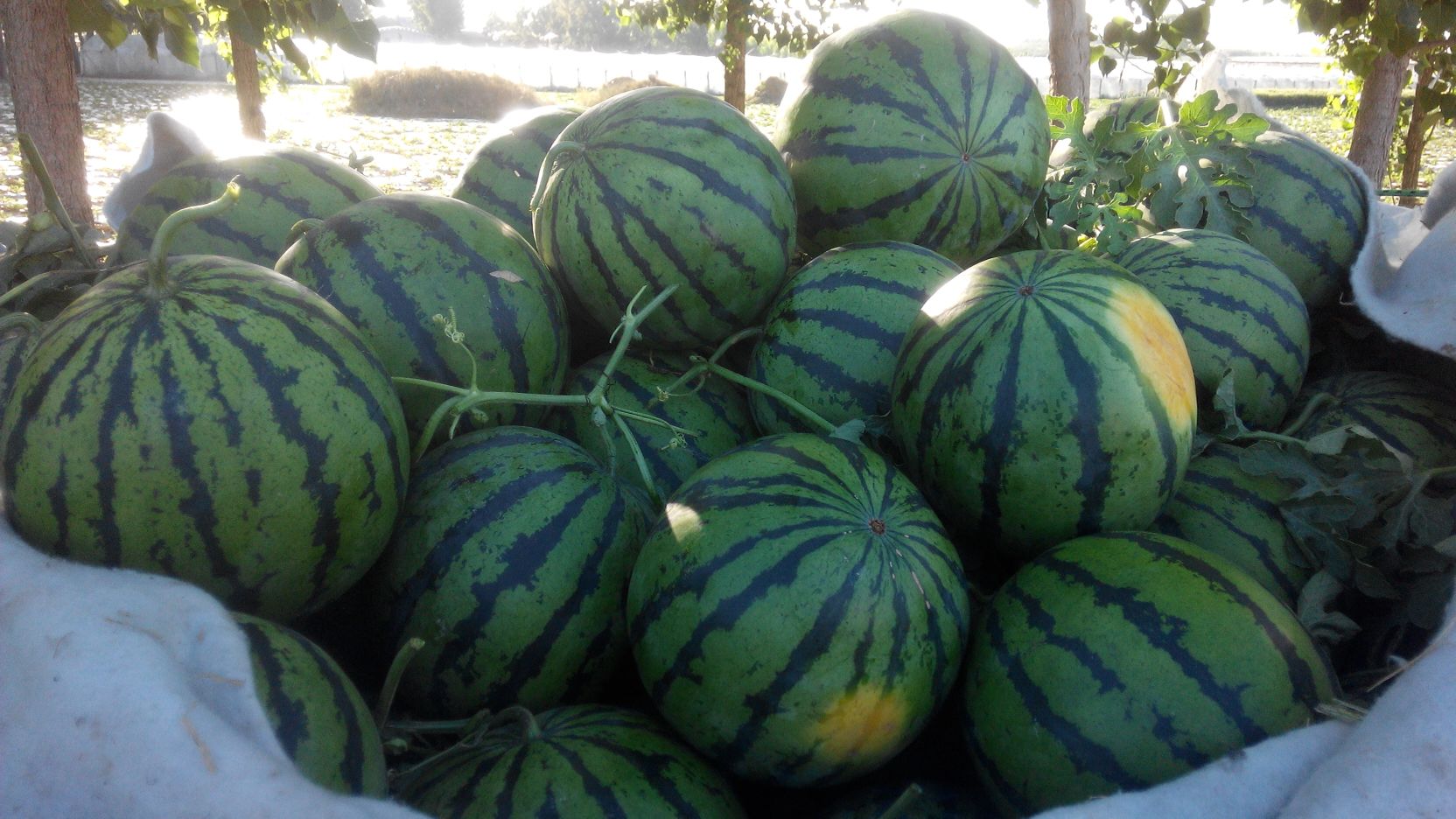 山东莒县京欣西瓜单个重:8斤以上