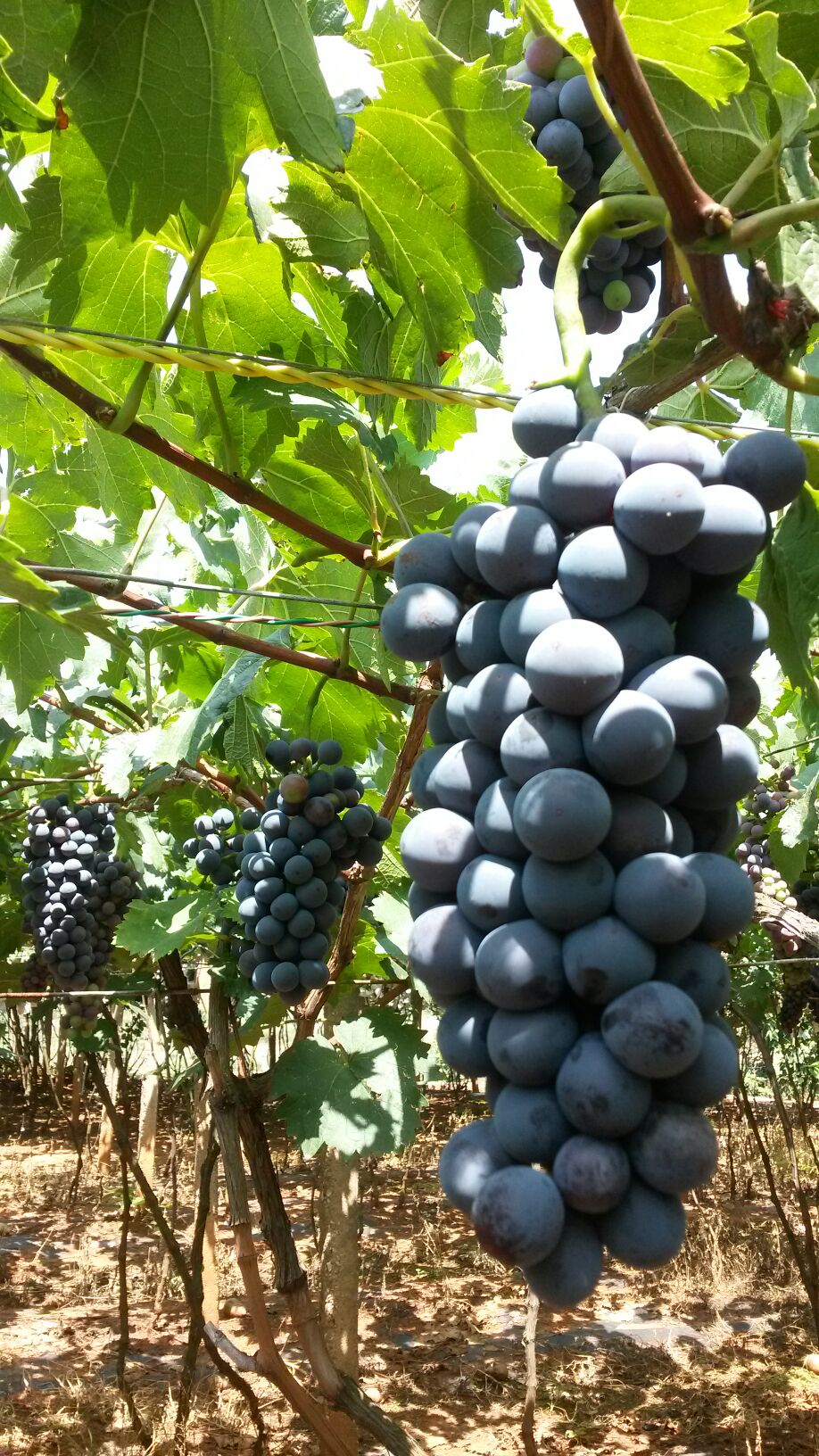云南弥勒县夏黑葡萄单串重:1.4斤以上