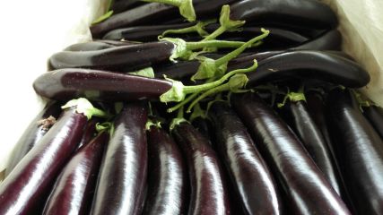 702茄子 0.8~0.9元/斤 立即采购